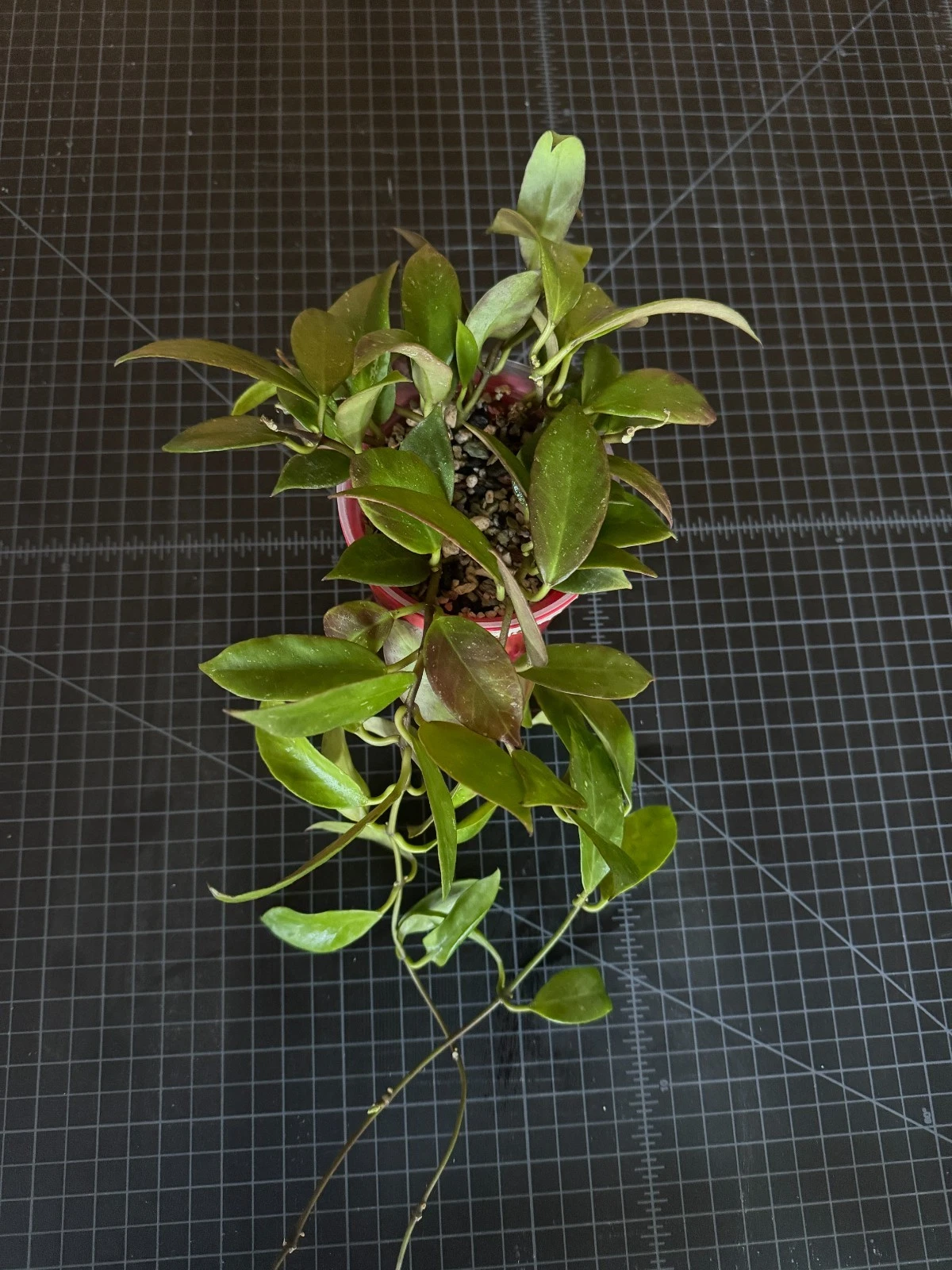 Hoya Sunrise 1-Node Cutting Rare Hybrid Plant for Rooting Sun-Stressed Red Veining Live Starter for Collectors
