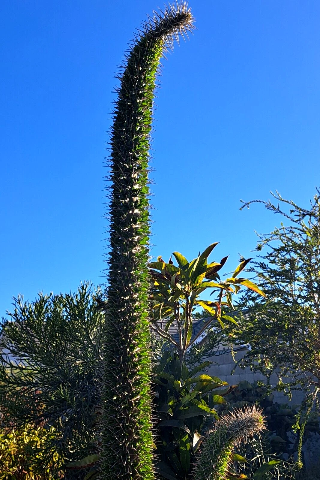Didierea trollii Octopus Cactus Cutting – 28–32 Inch Unrooted Succulent Stem for Propagation and Planting