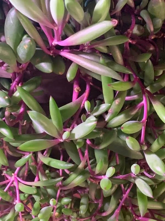 Othonna Capensis Ruby Necklace Succulent Cuttings – 5 Unrooted Trailing Stems for Propagation, 3–4 Inches