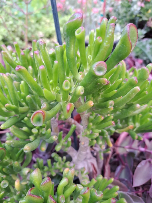 Ogre Ears Gollum Jade Succulent Cuttings – 3 Unrooted Crassula ovata ‘Gollum’ Dwarf Stem Propagation