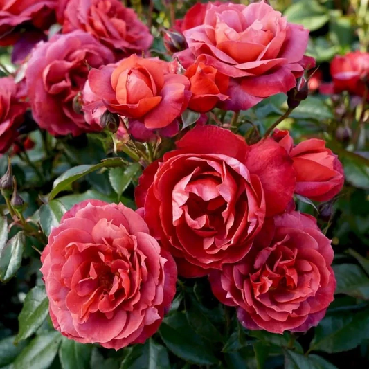 Hot Cocoa Rose Cuttings – 3 Unrooted Rosa Hybrid Propagation Stock for Grafting or Rooting