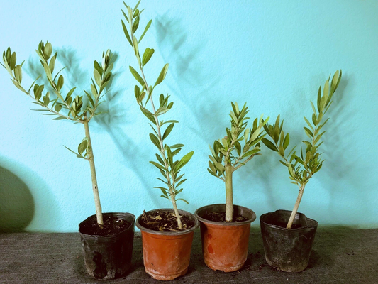 Olive Tree Live Plant – Fully Rooted Cutting 6–12in Olea Europaea for Potting or Garden, Mediterranean Charm