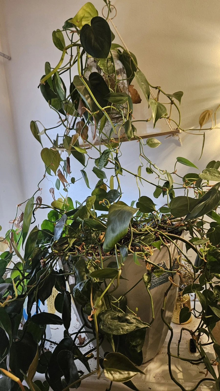 Live Pothos Plant Cuttings – Epipremnum aureum Trailing Houseplant for Indoor Growth, Green Foliage, Easy Care, Indoor Gardening