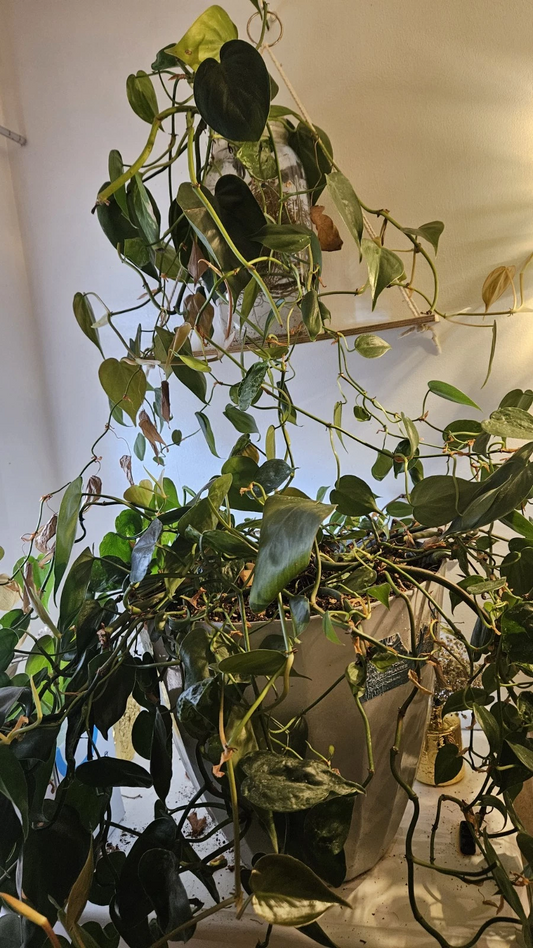 Live Pothos Plant Cuttings – Epipremnum aureum Trailing Houseplant for Indoor Growth, Green Foliage, Easy Care, Indoor Gardening