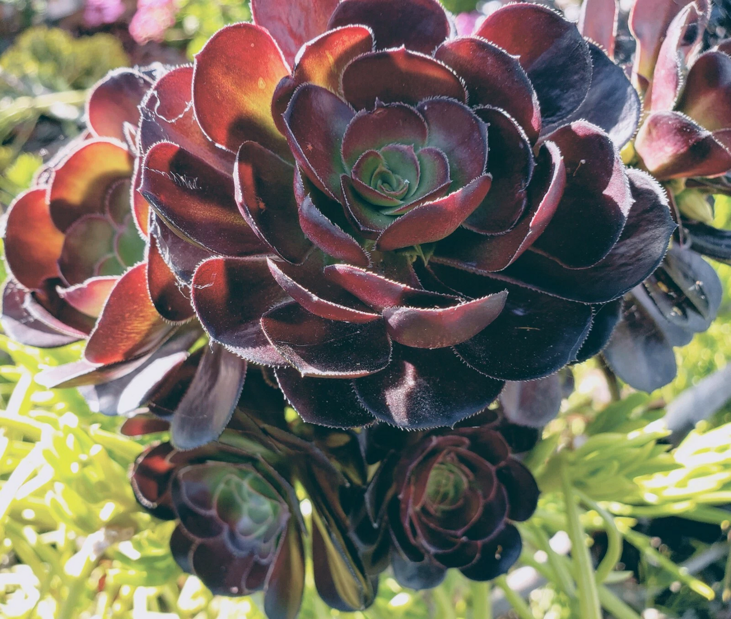 Aeonium ‘Black Rose’ Cutting – 3–5" Dark Rosette Succulent Stem for Pots & Gardens, Aeonium arboreum Zwartkop
