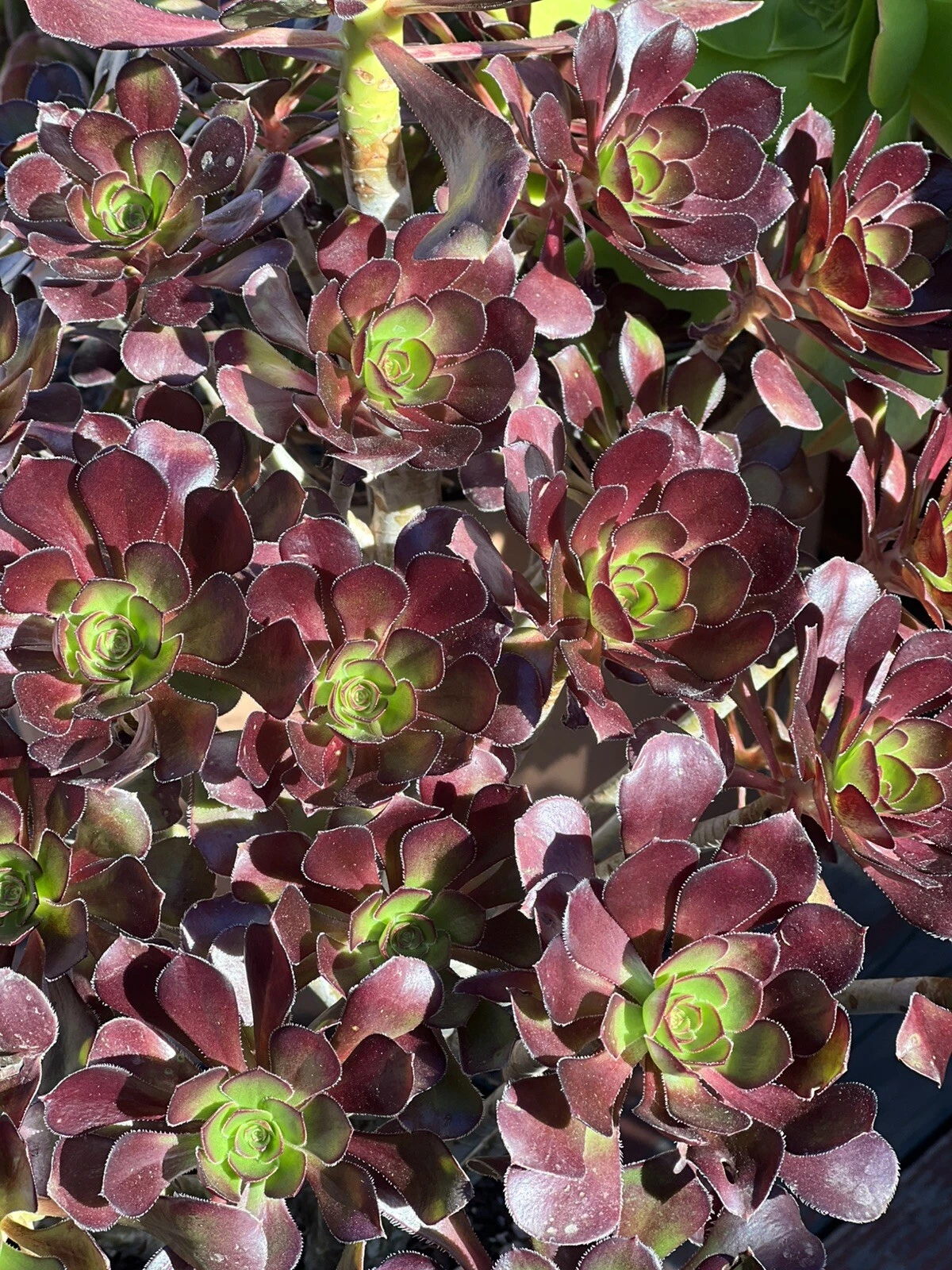 Aeonium Voodoo Succulent Cutting – Dark Foliage Rosette Garden Plant, Unrooted Aeonium arboreum var. Voodoo