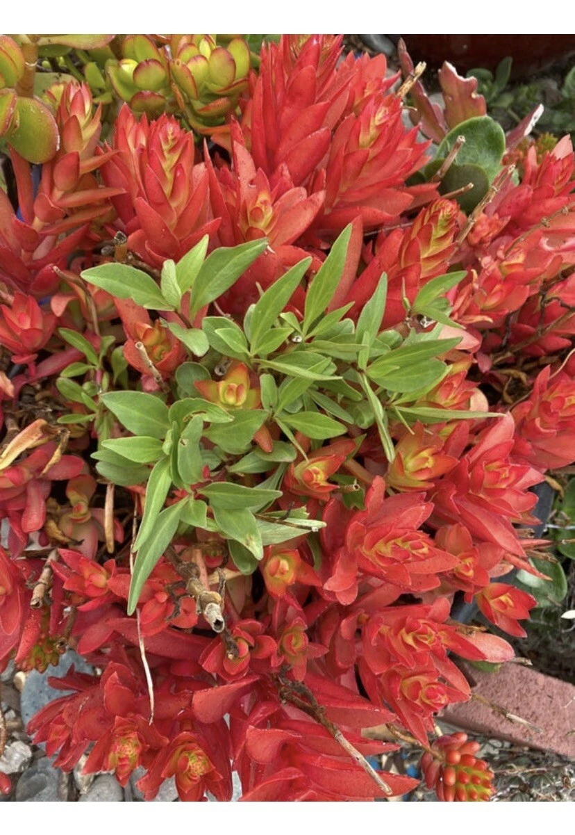 Crassula Capitella Campfire Cuttings – Succulent Stem Propagation, 4–6 Inch Unrooted Planting Stems, Hybrid Succulent for Pots & Gardens