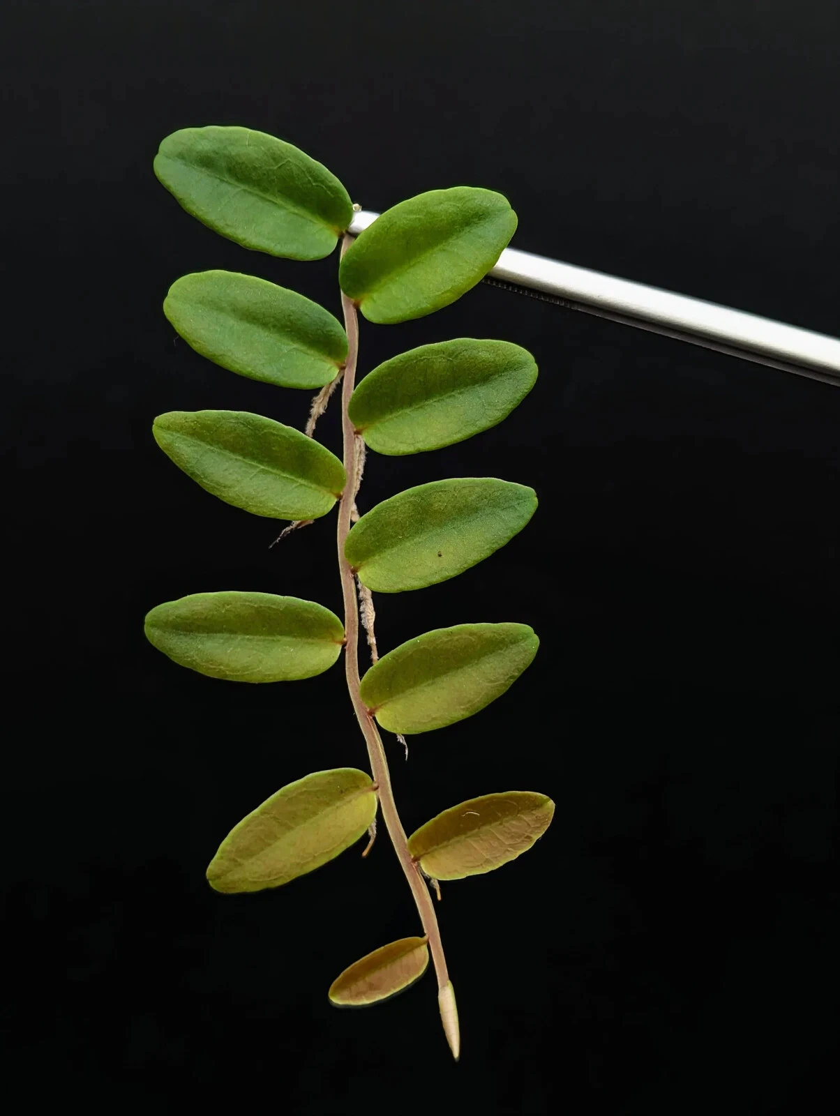Marcgravia aff. coriacea Terrarium Plant Cutting – Tropical Shingling Vine for Vivarium Growing