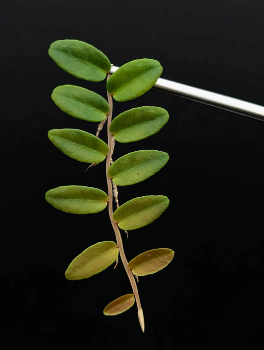 Marcgravia aff. coriacea Terrarium Plant Cutting – Tropical Shingling Vine for Vivarium Growing
