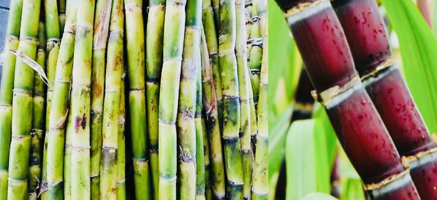 Fresh Cut Sugarcane Sticks – Green or Purple, 4 Pieces, Non-GMO Edible Cane for Chewing or Juicing