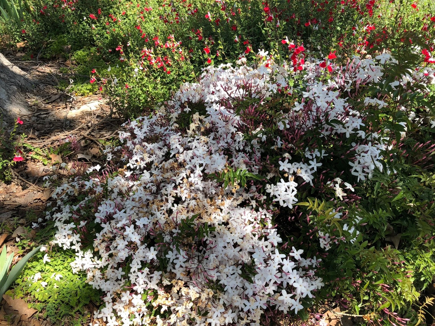 Pink Jasmine Polyanthum Cuttings – Live Jasminum polyanthum Vine for Fragrant Climbing Plant, Garden or Indoor Decor