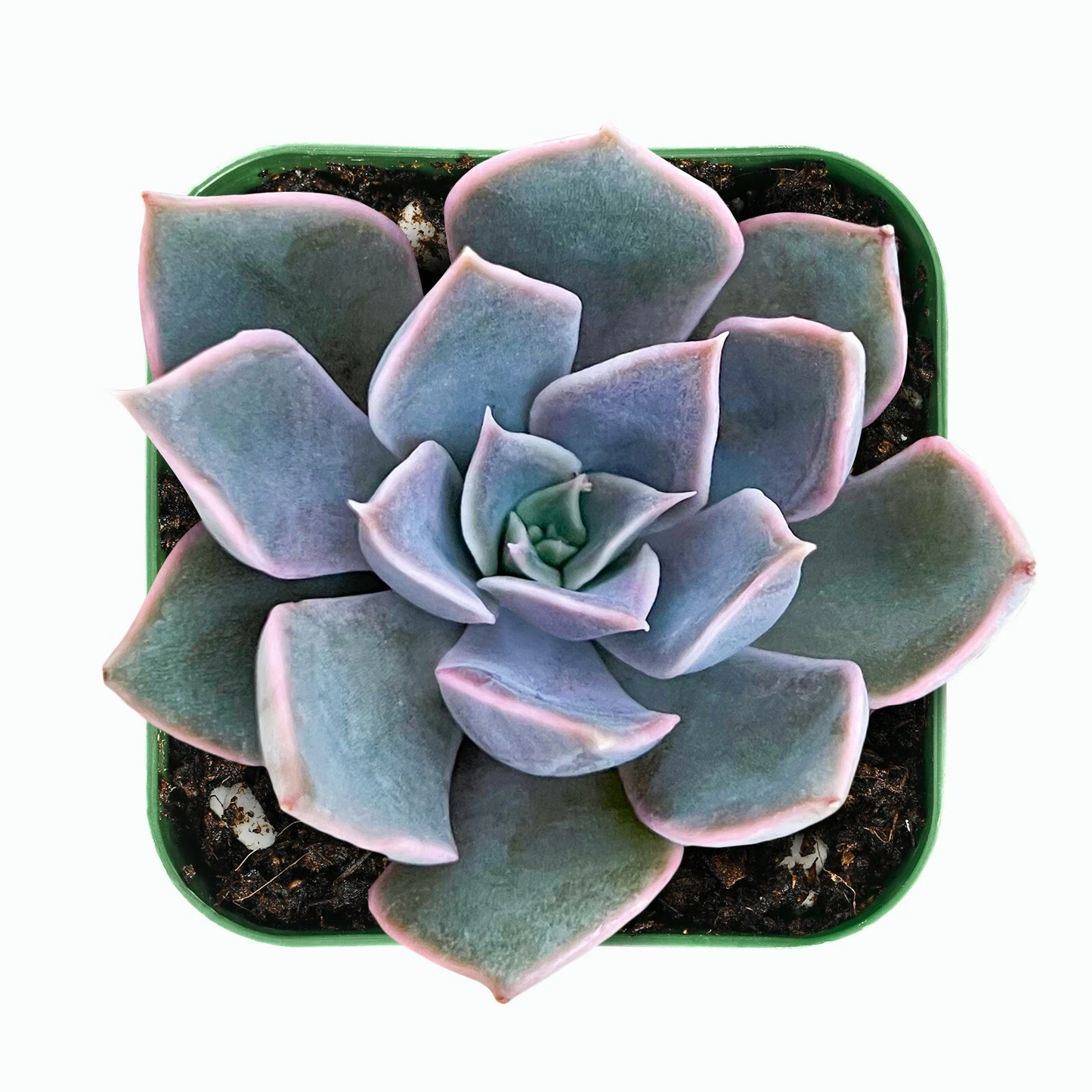 Live Echeveria Mensa Succulent – Rooted 2-Inch Planter, Rare Rosette, Drought-Tolerant Indoor or Outdoor Plant
