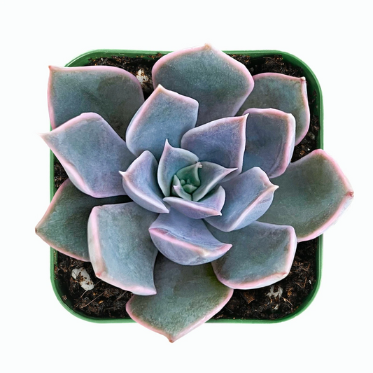 Live Echeveria Mensa Succulent – Rooted 2-Inch Planter, Rare Rosette, Drought-Tolerant Indoor or Outdoor Plant