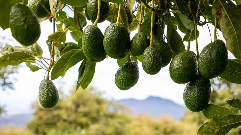 Cleopatra Avocado Scions – 3 Fresh Wax-Dipped Grafting Cuttings, Rare Persea americana Variety for Fruit Tree Propagation
