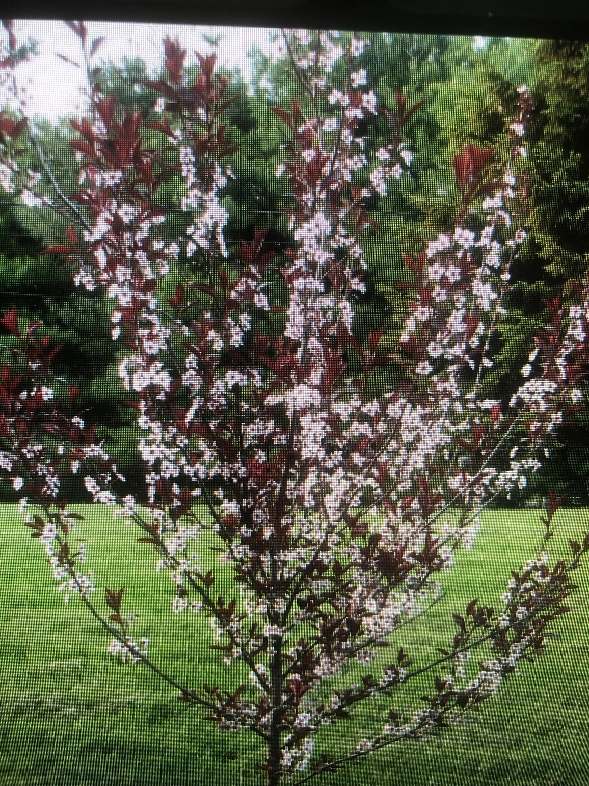 Cistena Plum Trees – 2 Ft Live Purple Leaf Ornamental Prunus × cistena for Garden Landscaping
