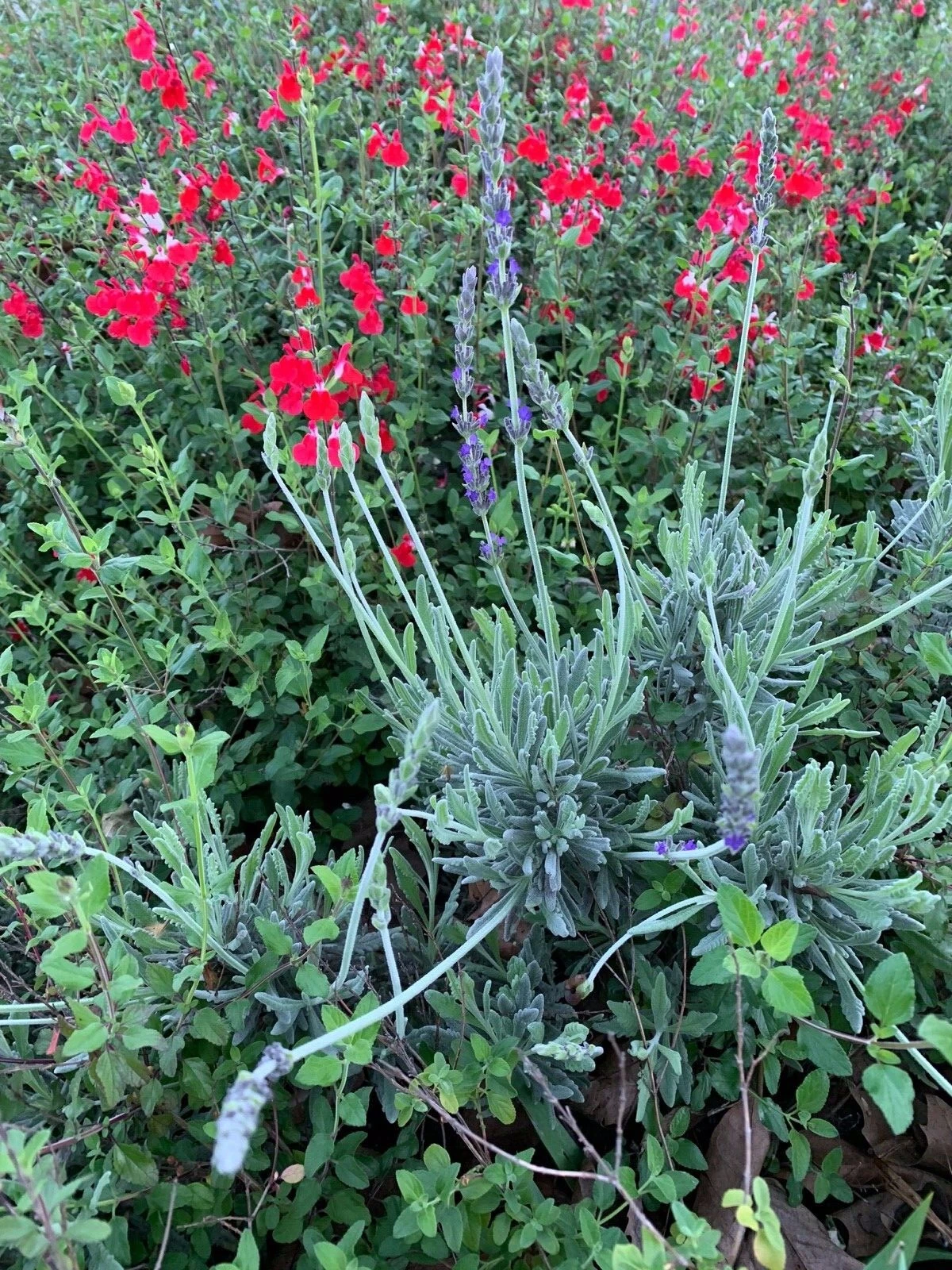 Lavender & Red Autumn Sage Cuttings – 2 Live Butterfly Bush Starter Plants, Organic Pollinator Garden Plants for Borders