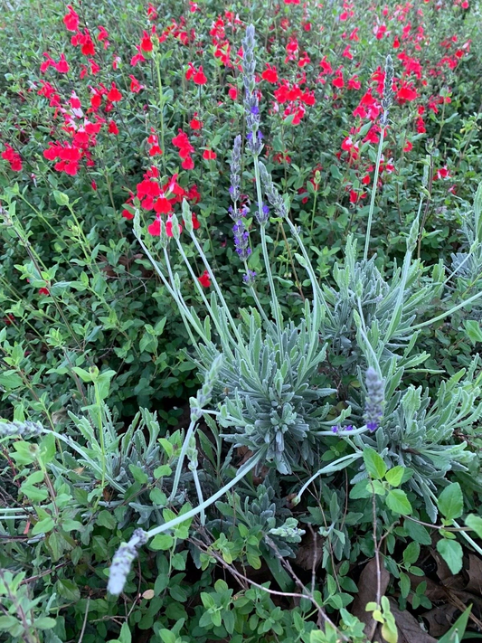 Lavender & Red Autumn Sage Cuttings – 2 Live Butterfly Bush Starter Plants, Organic Pollinator Garden Plants for Borders