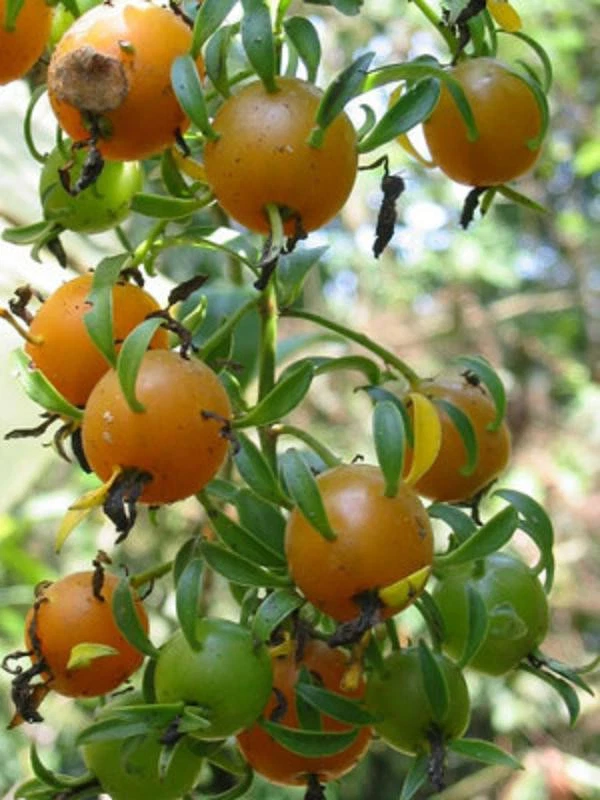 Variegated Pereskia Aculeata ‘Gold’ Cactus Vine - Rare 4" Pot Live Plant with Bright Foliage, Unique Garden Plant