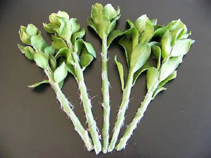 Pereskiopsis Spathulata Cuttings – 5 Live Grafting Stock Cactus Propagation Cuttings, 4 Inch
