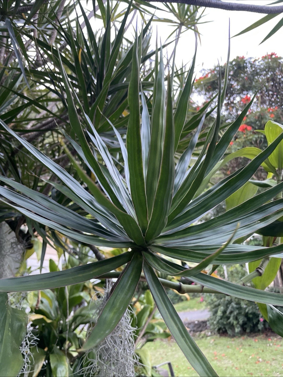 Dracaena Marginata Cuttings – 3 Hawaii-Grown Madagascar Dragon Tree Stems for Rooting, Indoor Garden, Tropical Plant, Houseplant