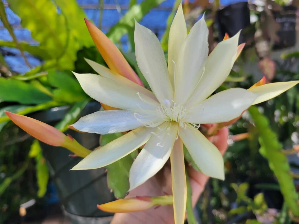 Epiphyllum Pixie Dust Cuttings – Unrooted Orchid Cactus Planting Size 8–10 Inches, Vibrant Blooms, Easy Care, Indoor and Outdoor Planting