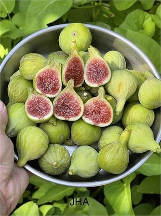 JH Adriatic Fig Cutting – Ficus carica Fruit Tree, Unrooted Fig with 3+ Nodes, Home Garden, Edible Fruit Plant