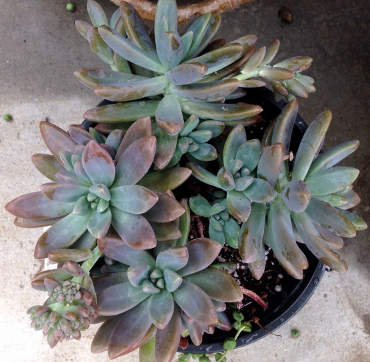 Pachyveria Blue Pearl Succulent Cuttings – 3 Unrooted Rosettes, 2.5 Inch Diameter, Blue-Gray, Propagation Plant