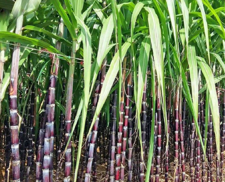 Purple Sugarcane Cuttings – 10 Pack, Saccharum officinarum, 18" Stalks with 3–4 Nodes for Planting & Growing