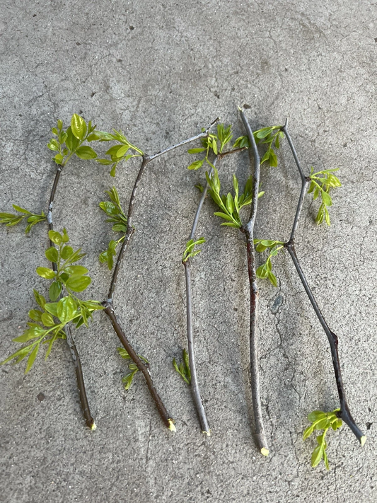 Lang Jujube Tree Cuttings – 5 Fresh Unrooted Chinese Red Date Ziziphus Jujuba Propagation for Orchard and Garden