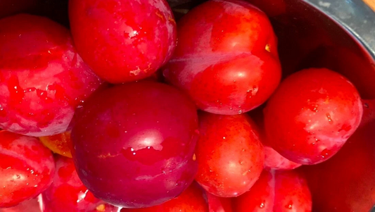 Japanese Red Plum Tree Cuttings – 4 Fresh Unrooted Stems for Propagation, Edible Fruit, Landscaping, Prunus mume