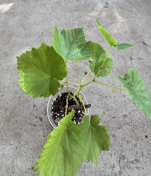 Green Grape Vine Cutting in Pot – 10 Inch Seedless Grape Plant, Live Rooted Plant for Garden or Patio, Vitis vinifera