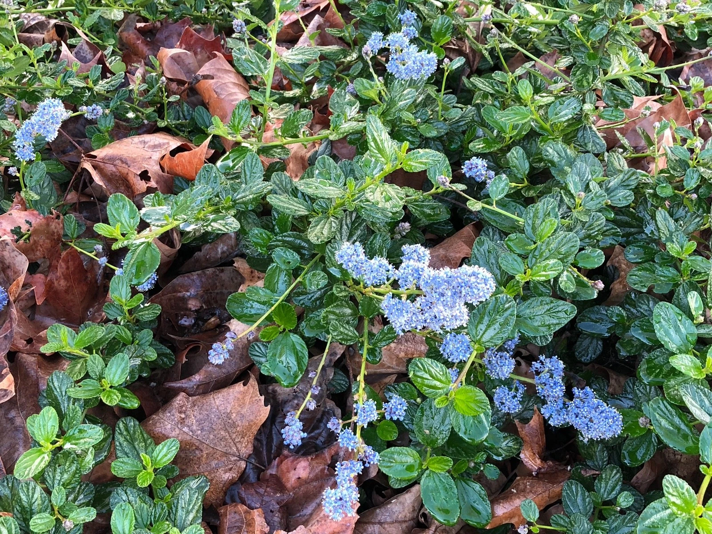 Ceanothus Horizontalis Cuttings – California Lilac Live Organic Shrub Propagation Material – Blue Flowers, Green Foliage