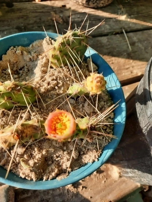 Live Opuntia macrorhiza × polyacantha Cactus Plant – Hardy Prickly Pear Hybrid for Outdoor Desert Gardens, Drought Tolerant, Cold Hardy