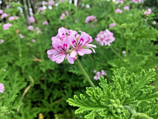 Lemon Scented Geranium Cuttings – 3 Pelargonium Citrosum Live Plant Propagation with Pink Flowers and Fragrant Foliage