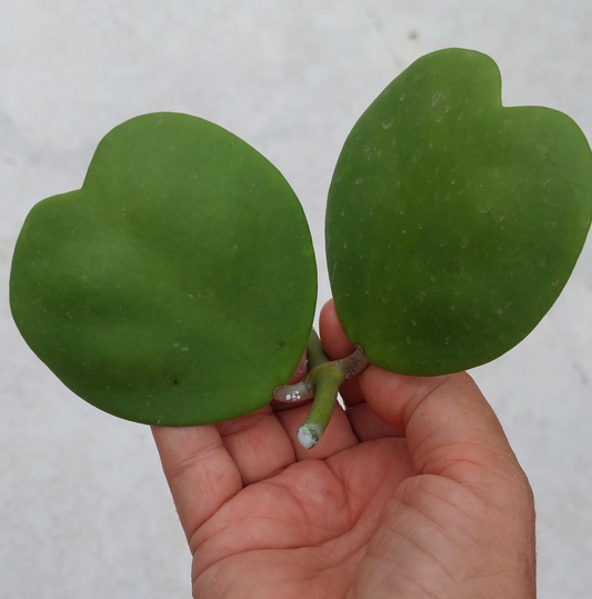Hoya Kerrii Heart-Shaped Vine Cutting – 2 Leaves, 1 Node, Unrooted Hoya Plant for Propagation, Indoor Plant, Green Foliage