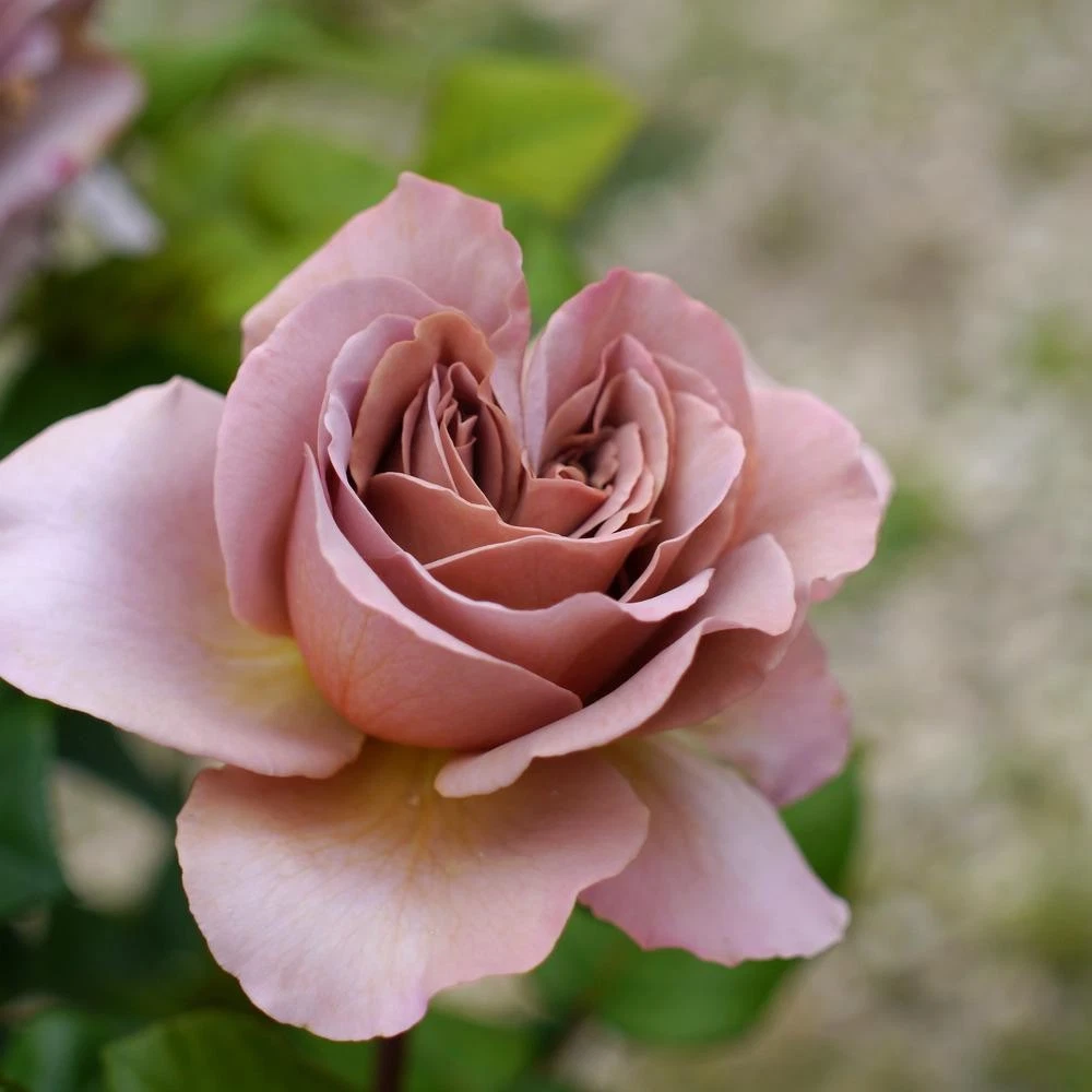 Rose Cuttings – Café Latte Dusty-Mauve Rose Variety, 3 Unrooted Scions for Grafting and Rooting, Live Rosewood Stems
