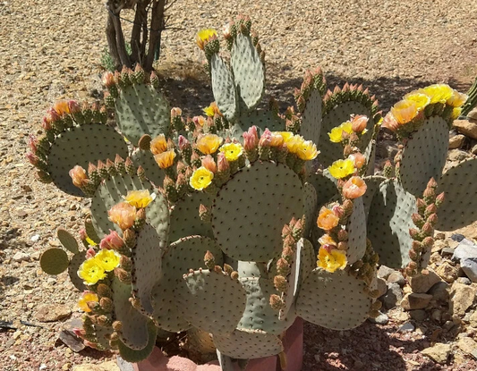 Opuntia rufida Clock Face Cactus Pad – 1 Live Cold Hardy Prickly Pear Segment for Succulent Collection