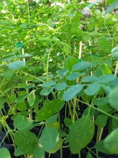 Moringa oleifera Seeds – 50 Fresh Drumstick Tree Seeds for Gardening and Warm Climate Cultivation