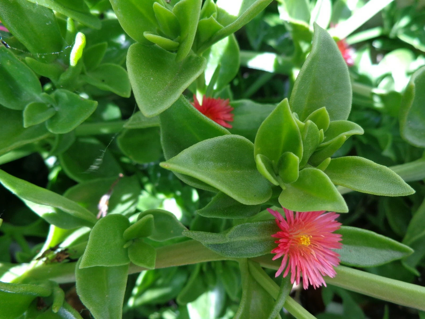 Aptenia cordifolia Cuttings – 20 Live Baby Sun Rose & Ice Plant Propagation Cuttings, 4-7 Inches Long