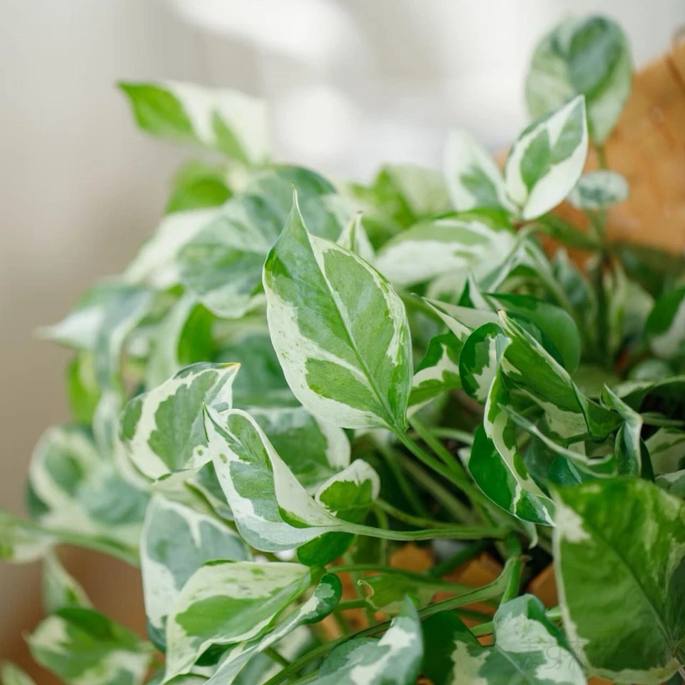 Pothos Pearls and Jade Cuttings – 3 Live Variegated Indoor Houseplant Clippings, 4–5 Inches, Epipremnum aureum
