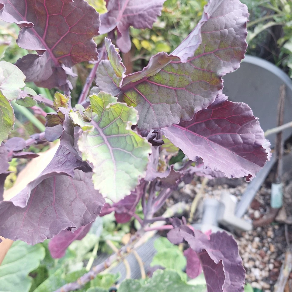 Perennial Purple Tree Kale Cuttings – Brassica oleracea acephala Live Stems for Planting or Propagation