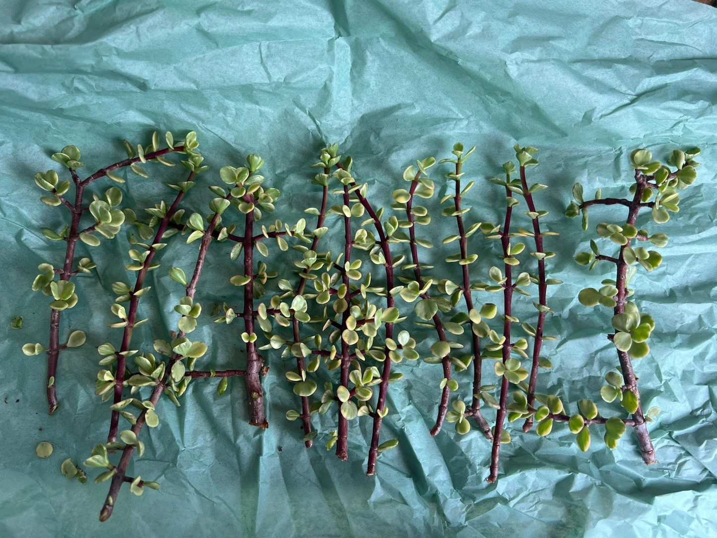Portulacaria afra Variegata Fresh Cuttings – Variegated Elephant Bush Rainbow Succulent for Propagation