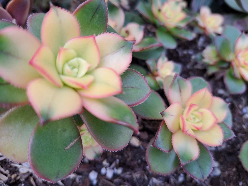 Aeonium Kiwi Variegated Succulent Cutting – 2 Inch Tricolor Rosette, Bare Root Plant for Succulent Collection