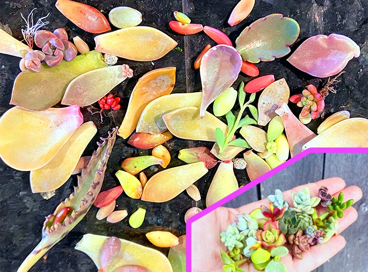 Succulent Leaf Cuttings for Propagation – 300+ Mixed Leaves, Offsets & Rosettes – Unrooted Succulent Plant Material