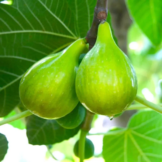 Lattarula Italian Honey Fig Cutting – 2 Live Plant Stems with Willow Water – Ficus carica – Fruit Tree Starter for Garden Planting