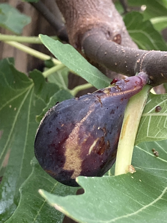 Greek Isles Black Jack Fig Tree Cuttings – 10 Unrooted Scions for Propagation, Ficus carica, Mediterranean Fruit Tree