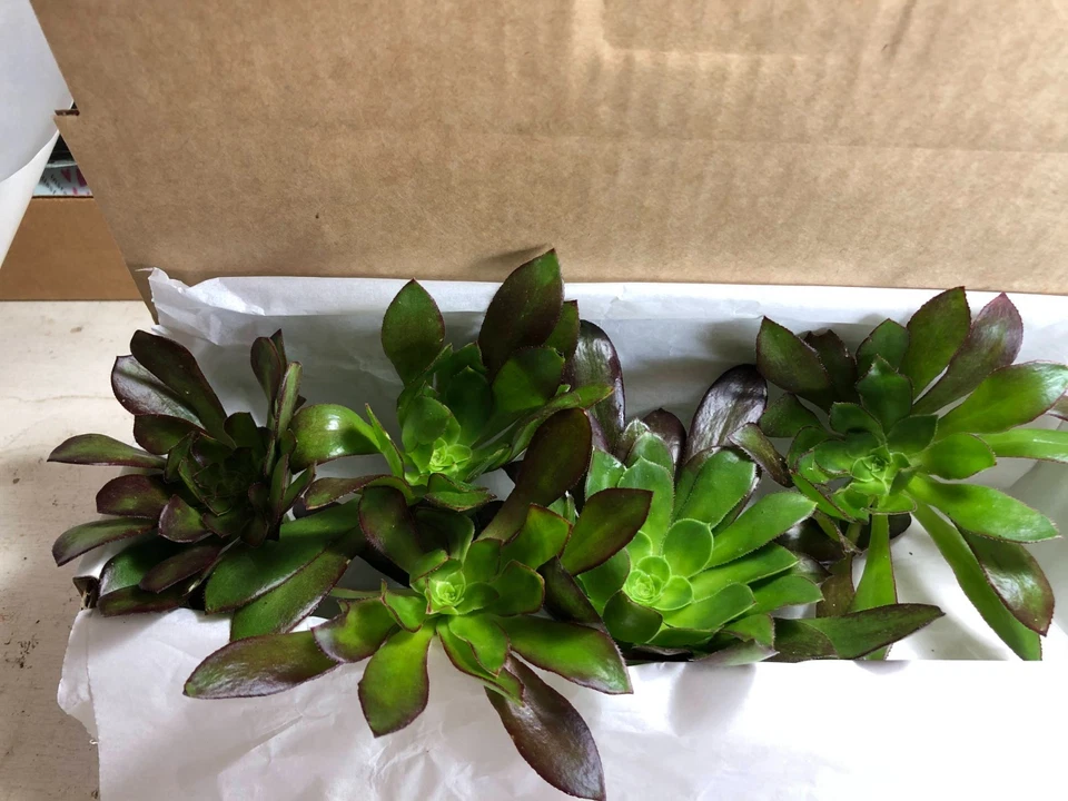 Aeonium Merlot Succulent Cuttings – 5 Live Purple Rosettes with Green Center, Easy Care Indoor or Garden Plant