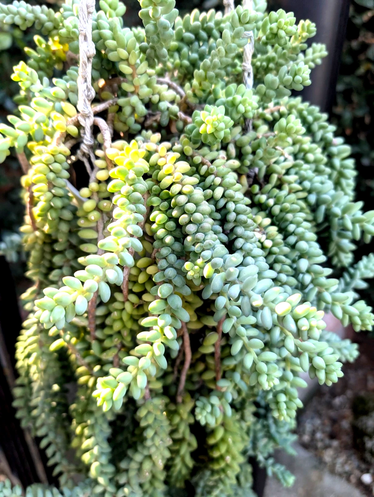 Donkey’s Tail Succulent Cuttings – 8 Unrooted Sedum morganianum Stems for Propagation, Trailing Green Succulent Planting