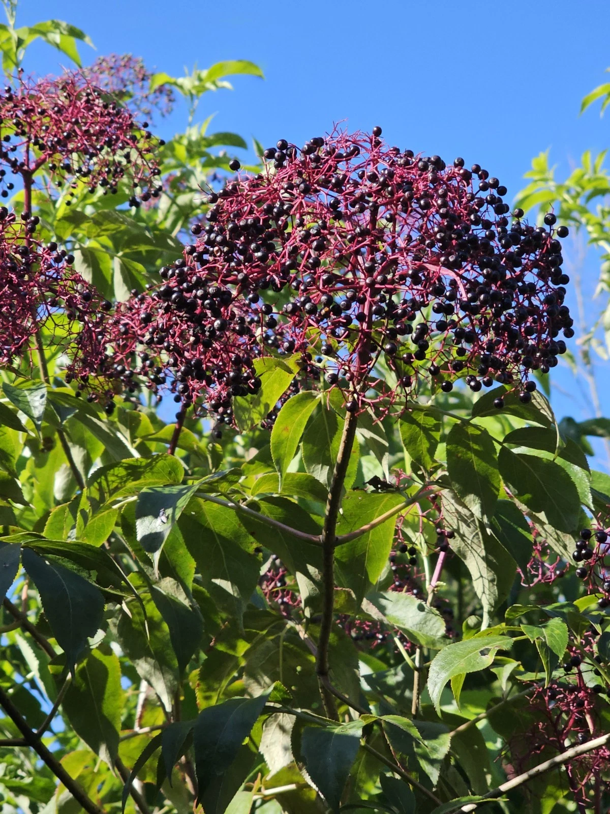 Elderberry Dormant Cuttings – 12 Fresh Stems York Adams Nova Varieties for Planting, Propagation, Gardening