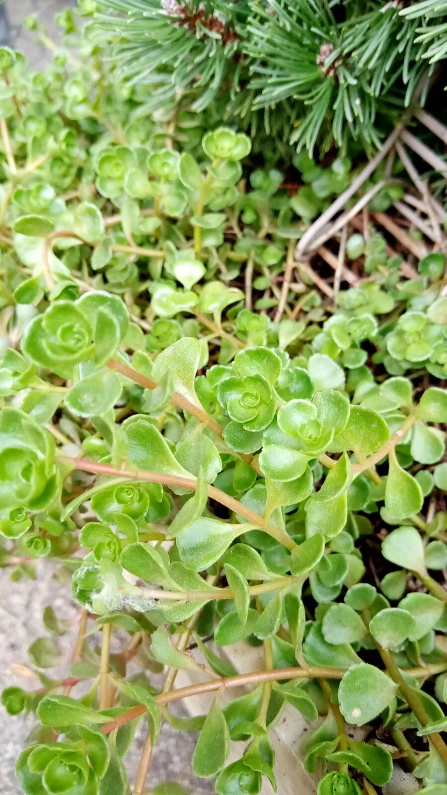 Phedimus Spurius Stonecrop Starter Cuttings – 6 Live Rooted Sedum Groundcover Plants, Low-Maintenance, Easy to Grow